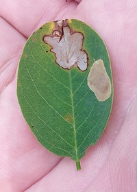 Macrosaccus robiniella