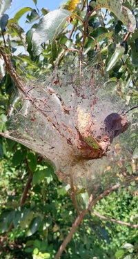 Hyphantria cunea