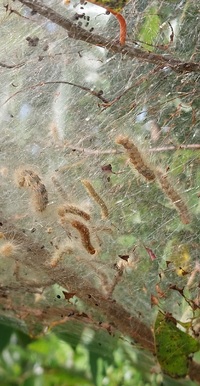 Hyphantria cunea