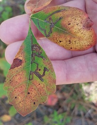 Stigmella rhoifoliella