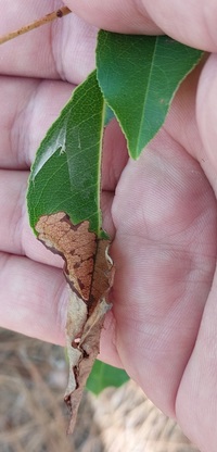 Filatima serotinella