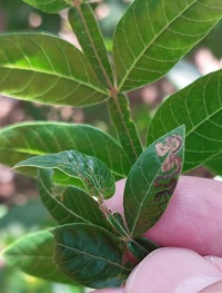 Stigmella intermedia