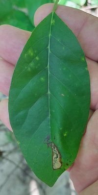 Ectoedemia nyssaefoliella