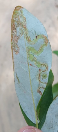 Phyllocnistis liriodendronella