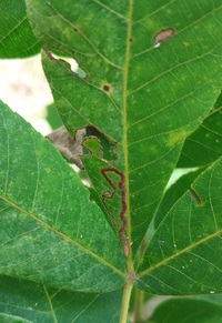 Stigmella caryaefoliella