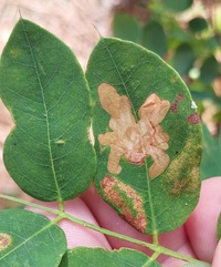 Parectopa robiniella