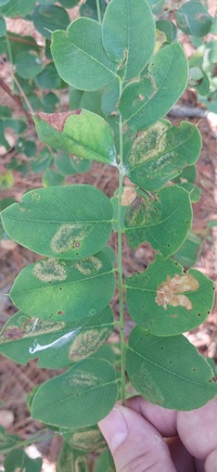 Macrosaccus robiniella