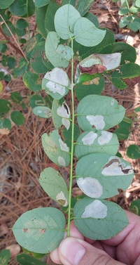 Macrosaccus robiniella