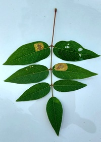 Anarsioses aberrans