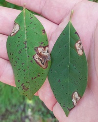 Ectoedemia nyssaefoliella