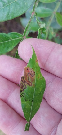 Stigmella intermedia