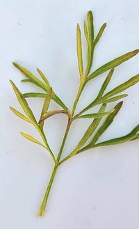 Bucculatrix new species 2 - on Eupatorium compositifolium