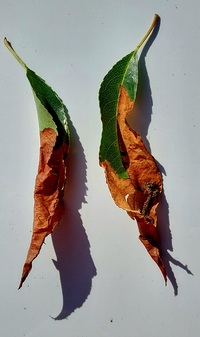Filatima serotinella