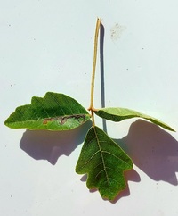 Stigmella rhoifoliella