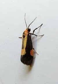 Cisthene packardii