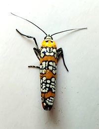 Atteva aurea