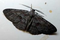 Iridopsis vellivolata