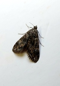 Elophila obliteralis