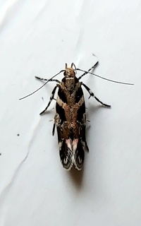 Aristotelia roseosuffusella
