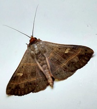 Panopoda rufimargo