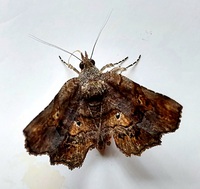 Pangrapta decoralis