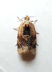 Argyrotaenia velutinana