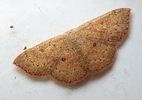Cyclophora packardi