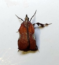 Galasa nigrinodis
