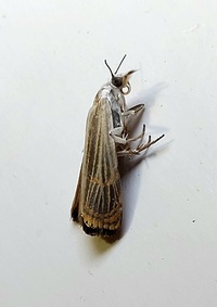 Parapediasia decorellus