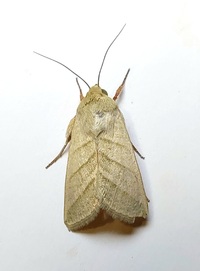 Chloridea virescens