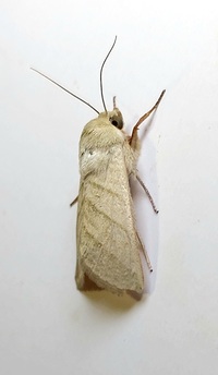 Chloridea virescens