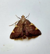 Hypsopygia olinalis