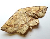 Euchlaena deductaria