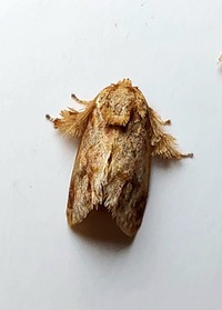 Isochaetes beutenmuelleri
