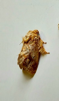 Isochaetes beutenmuelleri
