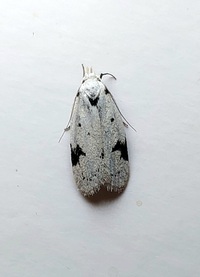 Inga sparsiciliella