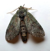Cecrita guttivitta