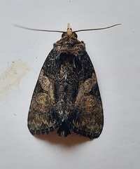 Chytonix sensilis