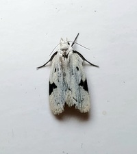 Inga sparsiciliella