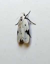 Inga sparsiciliella