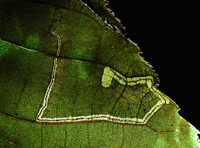 Stigmella caryaefoliella