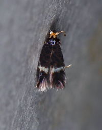Stigmella caryaefoliella