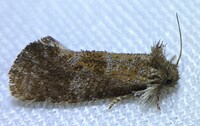 Acrolophus panamae