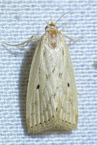 Diatraea lisetta