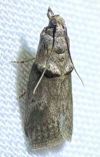 Acrobasis unidentified species