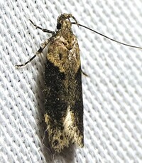 Chionodes mediofuscella