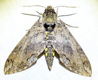 Manduca sexta