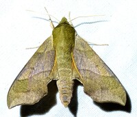 Darapsa myron