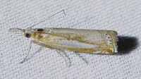 Crambus praefectellus