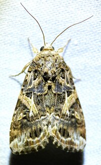 Spodoptera ornithogalli